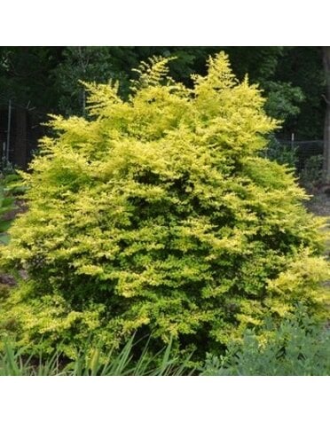 Privet, Ligustrum sinense 'Sunshine' 3G