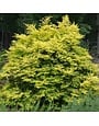 Privet, Ligustrum sinense 'Sunshine' 3G