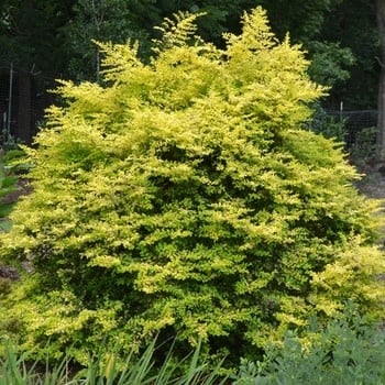 Privet, Ligustrum sinense 'Sunshine' 3G