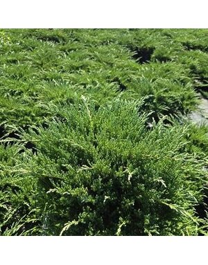 Juniper, Juniperus chinensis 'Sargentii Viridis' Green Sargent 1G
