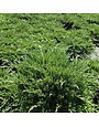 Juniper, Juniperus chinensis 'Sargentii Viridis' Green Sargent 1G