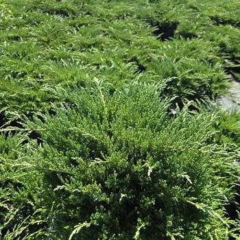 Juniper, Juniperus chinensis 'Sargentii Viridis' Green Sargent 1G
