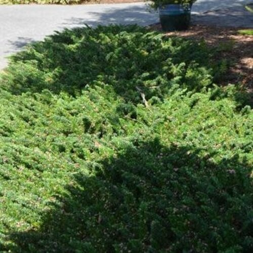 Juniper, Juniperus conferta 'Blue Pacific' 1G