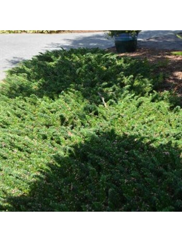 Juniper, Juniperus conferta 'Blue Pacific' 1G