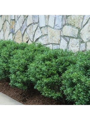 Holly, Ilex crenata 'Soft Touch' 1G