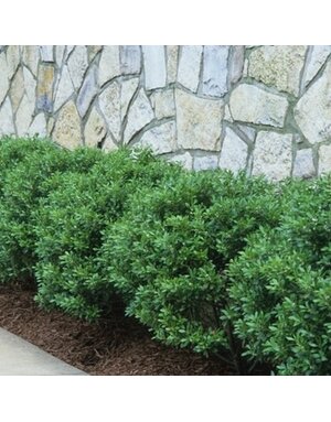 Holly, Ilex crenata 'Soft Touch' 3G