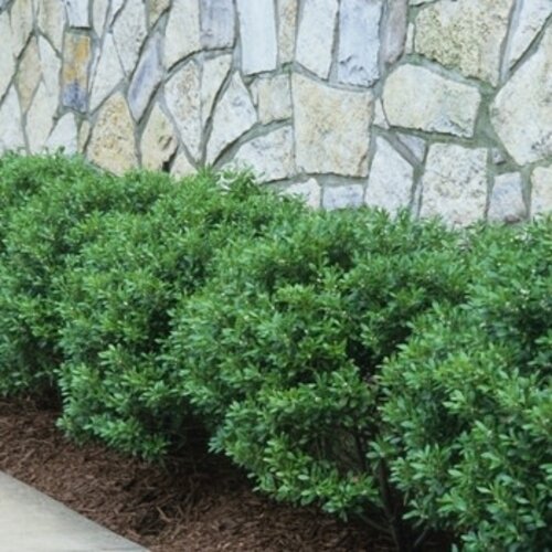 Holly, Ilex crenata 'Soft Touch' 3G