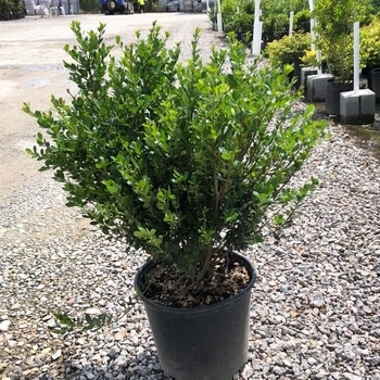 Holly, Ilex crenata 'Compacta' 1G