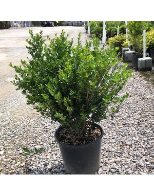 Holly, Ilex crenata 'Compacta' 3G