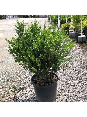 Holly, Ilex crenata 'Compacta' 3G