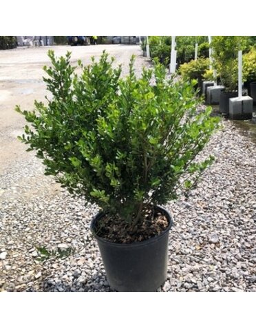 Holly, Ilex crenata 'Compacta' 3G