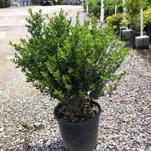 Holly, Ilex crenata 'Compacta' 3G