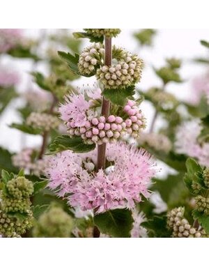 Bluebeard, Caryopteris incana 'Pavilion™ Pink' 3G