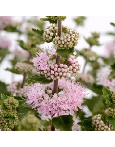 Bluebeard, Caryopteris incana 'Pavilion™ Pink' 3G