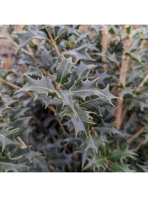 False Holly, Osmanthus heterophyllus 'Gulftide' 3G