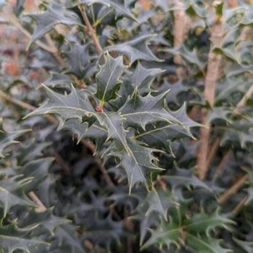 False Holly, Osmanthus heterophyllus 'Gulftide' 3G