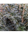 False Holly, Osmanthus heterophyllus 'Gulftide' 3G