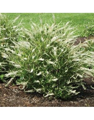 Summersweet, Clethra alnifolia 'Novacleein' Summer Sparkler™ 3G