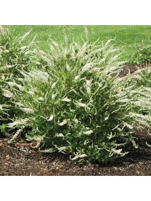 Summersweet, Clethra alnifolia 'Novacleein' Summer Sparkler™ 3G