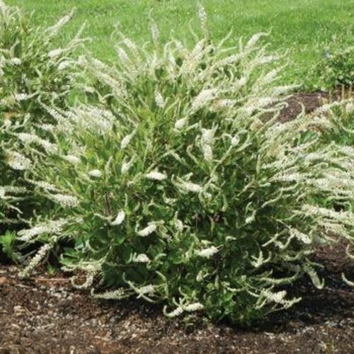 Summersweet, Clethra alnifolia 'Novacleein' Summer Sparklerâ„¢ 3G