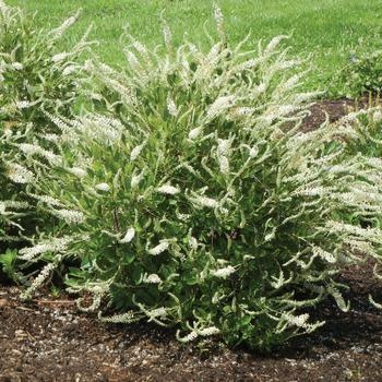 Summersweet, Clethra alnifolia 'Novacleein' Summer Sparkler™ 3G