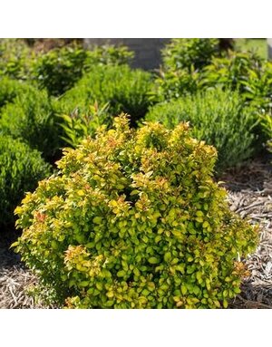 Barberry, Berberis thunbergii 'BailErin' First Editions® Limoncello™ 3G