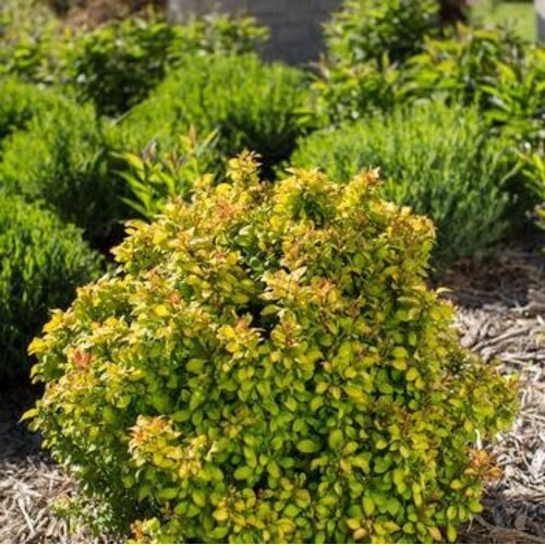 Barberry, Berberis thunbergii 'BailErin' First EditionsÂ® Limoncelloâ„¢ 3G