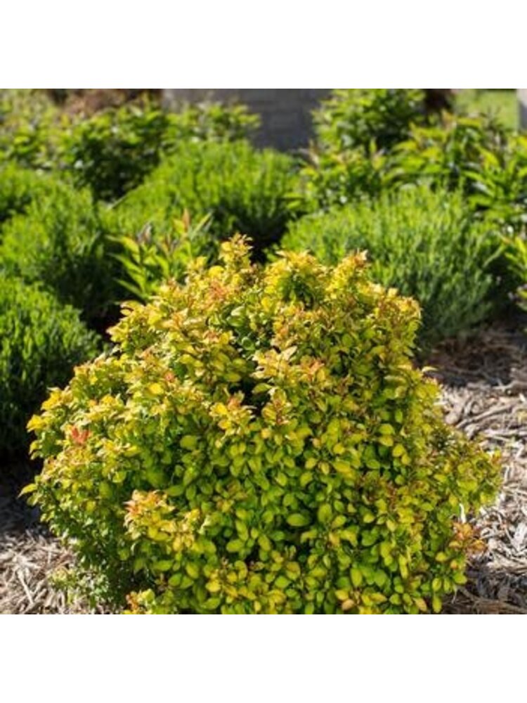 Barberry, Berberis thunbergii 'BailErin' First Editions® Limoncello™ 3G