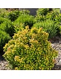 Barberry, Berberis thunbergii 'BailErin' First Editions® Limoncello™ 3G