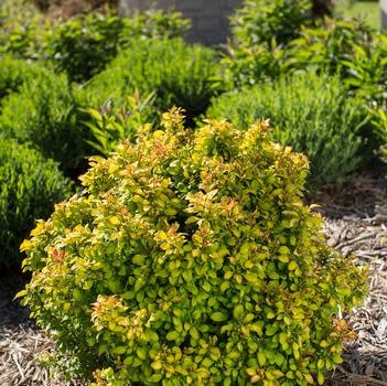 Barberry, Berberis thunbergii 'BailErin' First Editions® Limoncello™ 3G