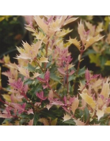 False Holly, Osmanthus heterophyllus 'sPg-3-021' Party Lights™ 5G