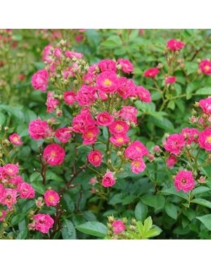 Rose, Rosa x 'Phyllis Sherman' Oso Easy Peasy® (Pink) 3G