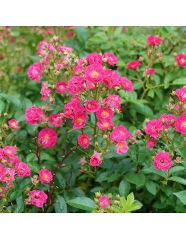 Rose, Rosa x 'Phyllis Sherman' Oso Easy Peasy® (Pink) 3G