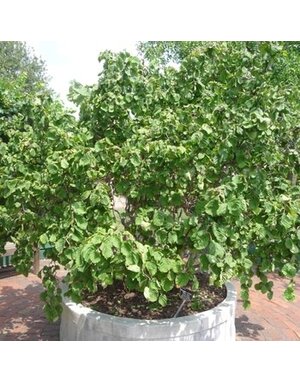 Contorted Filbert, Corylus avellana 'Contorta' 3G