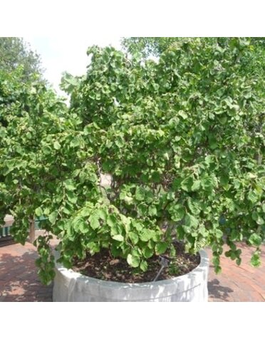 Contorted Filbert, Corylus avellana 'Contorta' 3G