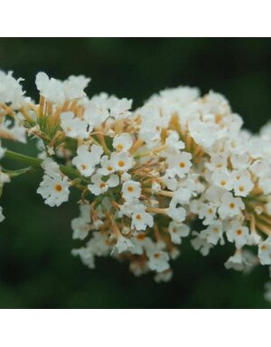 Butterfly Bush, Buddleia davidii 'Nanho White' 5G