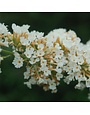 Butterfly Bush, Buddleia davidii 'Nanho White' 5G