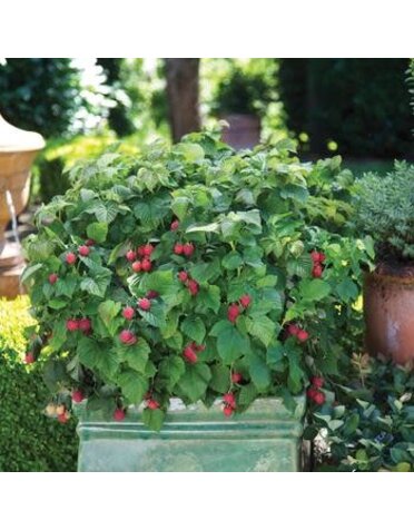 Raspberry, Rubus idaeus 'NR7' Bushel and Berry® Raspberry Shortcake® 2G