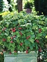 Raspberry, Rubus idaeus 'NR7' Bushel and Berry® Raspberry Shortcake® 2G