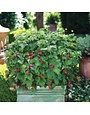 Raspberry, Rubus idaeus 'NR7' Bushel and Berry® Raspberry Shortcake® 2G
