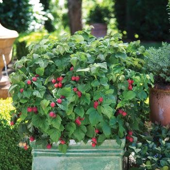 Raspberry, Rubus idaeus 'NR7' Bushel and Berry® Raspberry Shortcake® 2G