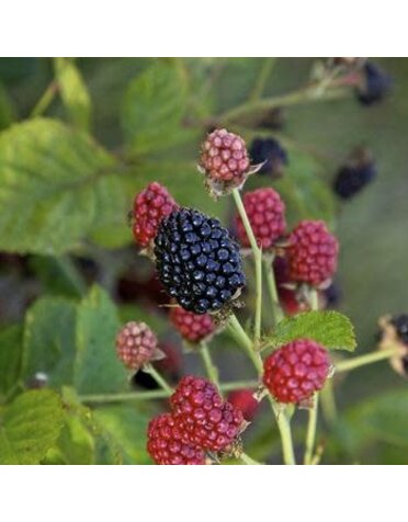 Raspberry, Rubus occidentalis 'Cumberland' Black Raspberry 3G