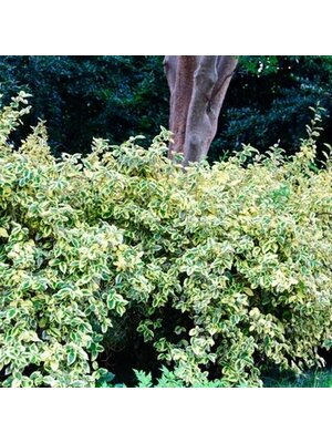 Silverberry, Eleagnus pungens 'Glen St. Mary' 3G