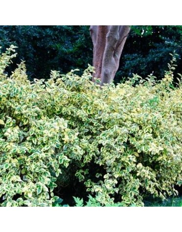 Silverberry, Eleagnus pungens 'Glen St. Mary' 3G