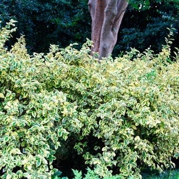Silverberry, Elaeagnus pungens 'Glen St. Mary' 3G