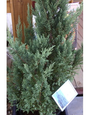 Juniper, Juniperus chinensis 'Blue Point' 5G
