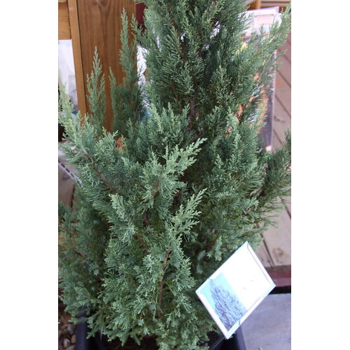 Juniper, Juniperus chinensis 'Blue Point' 5G