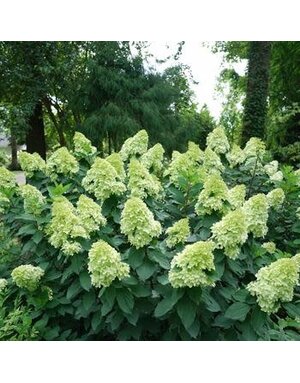 Hydrangea, Hydrangea paniculata 'SMNHPPH' Limelight Prime® 5G