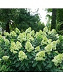 Hydrangea, Hydrangea paniculata 'SMNHPPH' Limelight Prime® 5G
