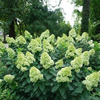 Hydrangea, Hydrangea paniculata 'SMNHPPH' Limelight Prime® 5G